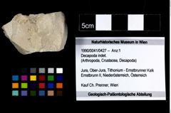 Foto (Objekt + Etikett) von Decapoda indet.  (NHMW-GEO-1990-0041-0427)